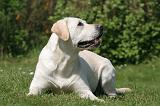 LABRADOR 1198